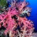 coral_soft_arch_h_0705_png1032.jpg
